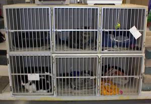 JPG pic of Pippin & Merry in Rescue
                        Shelter (bottom cage) [CLICK FOR LARGER]