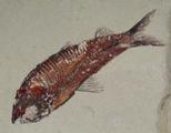 JPG fish
                fossil
