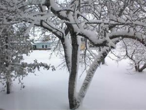 snowtree.jpg